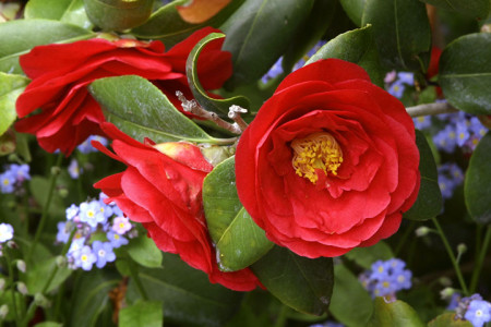 Image courtesy of Descanso Gardens