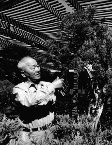 F. W. Yoshimura, son of the founder of Mission Nursery and then, after release from Gila River, founder of the San Gabriel Nursery in San Gabriel. Image courtesy of Descanso Gardens.