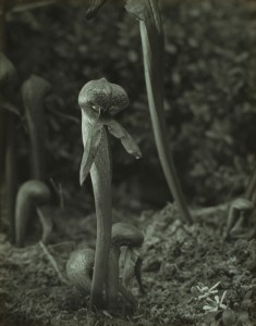 Is it a plant? Is it a bug? Frank Sata says it reminds him of Star Wars. Photograph by J.T. Sata. Japanese American National Museum. Partial and promised gift of Frank and Marian Sata and Family.