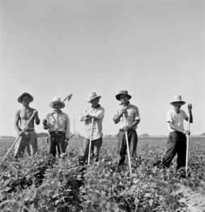 Laborers in sugar beet fields outside of Shelley, Idaho. Library of Congress, Prints and Photographs Division, FSA-OWI Collection, LC-USF34-073809-E.