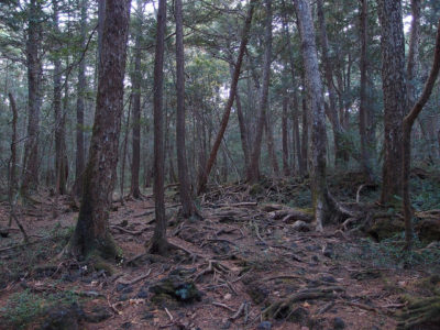 A view of Japan's Suicide Forest (Aokigahara). Photo by Guilhem Vellut via Flickr Creative Commons.
